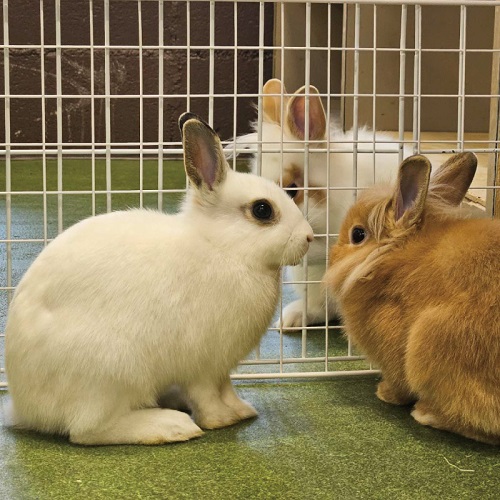 うさぎ