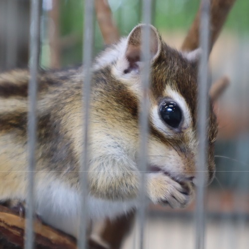 シマリス
