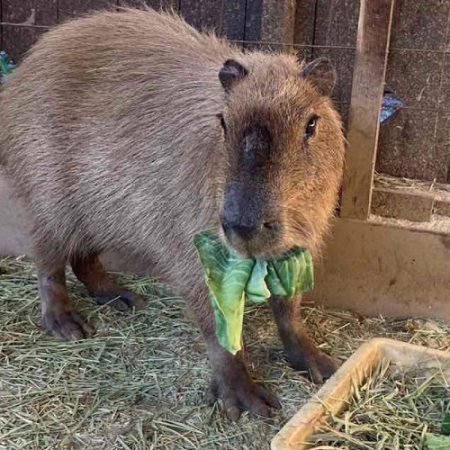 カピバラ