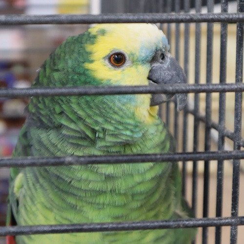 オウム
