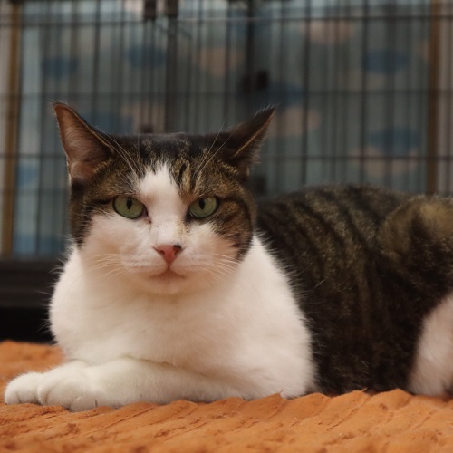 ねこ