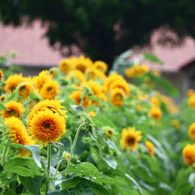 背の高いひまわりが咲いてきました🌻

こちらのタイプは花弁が枯れるまでが勝負ですので、お時間あればぜひお越しくださいね！

#こもれび森のイバライド 8/12は火曜日ですが営業しております⭐

無料シャトルバスも8/12～8/17まで毎日運行！活用ください。

#イバライド #夏休み
#親子連れ
#家族旅行
#アウトドア
#自然体験
#ファミリーアクティビティ
#遊び場 #ハイキング
#動物ふれあい
#ピクニック