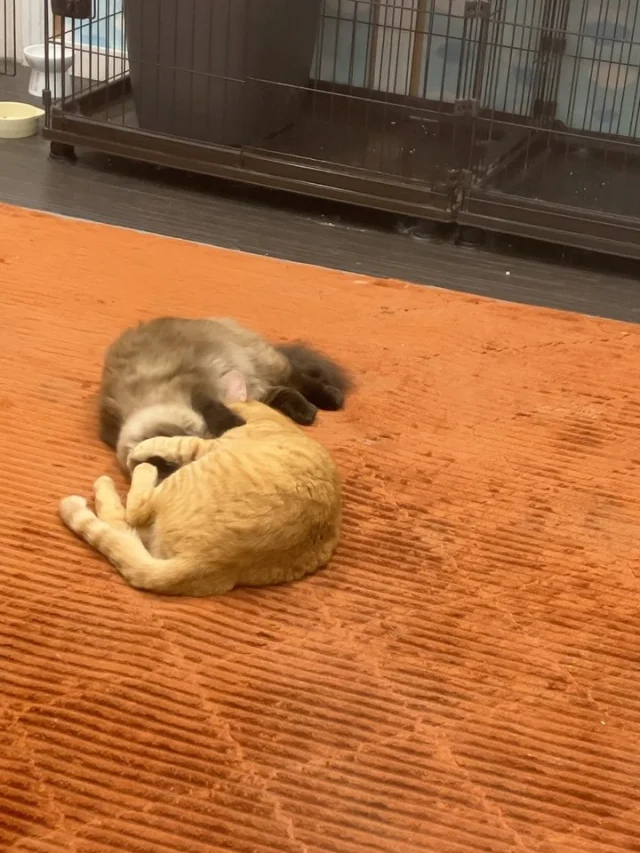 みるくときなこが仲良しアピール！🐱

見た目は全く違うけど実は兄妹🤭

部屋の真ん中でいつもラブラブ💓
見てるだけで癒されちゃいますね☺️

 #こもれび森のイバライド  #イバライド  #茨城  #県南  #稲敷市  #猫  #仲良し  #ネコ科  #茶トラ  #ポインテッド  #茨城観光  #動物