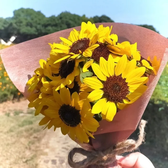 【ミニひまわりの摘み取り体験】

🌻キレイに咲いた小さなひまわりを、親子で摘み取る夏の思い出🌻
#イバライド のお花をお家にお持ち帰りください✨

9/14（日）・15（月・祝）限定、各日50名様まで。
ぜひ遊びに来てね！ 

☆　☆　☆

詳しいご案内はプロフィールより
イバライドホームページをご確認ください

☆　☆　☆

#こもれび森のイバライド 
#ひまわり
#ひまわり摘み取り体験
#季節のイベント
#体験型イベント
#親子でおでかけ
#家族の思い出
#こどもと楽しむ
#親子イベント
#ファミリー体験
#イバライド
#茨城県