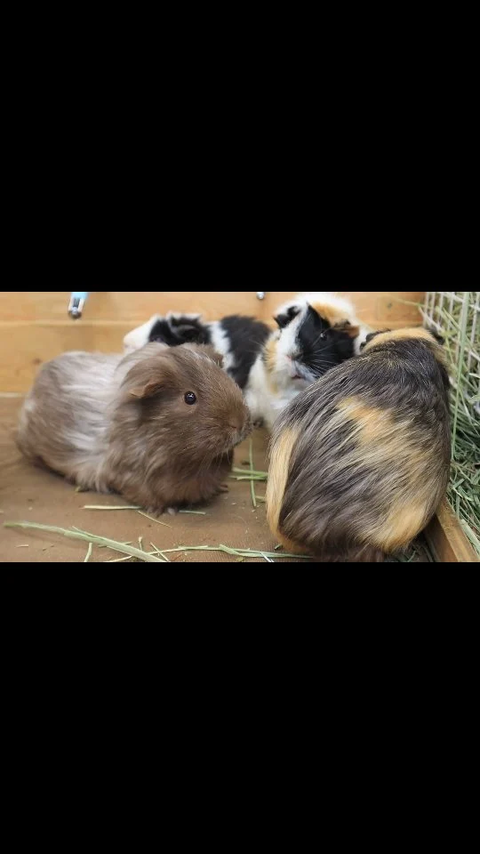 【森のどうぶつハウス】

ふわふわ住民たちの、のんびりルームシェア。 
モルモットたちの のんびりまったり ルームシェア を見ながら、ほっとひと息🐹 

#こもれび森のイバライド
#火曜日・水曜日
#休園日
#モルモット 
#癒しの暮らし
#かわいい
#モルモット好きな人と繋がりたい