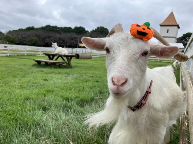 👻🎃HappyHalloween🎃👻

動物たちも仮装をしてお客さんをお出迎え！

動物達がトリックアートトリート♪とおやつを
もらいに来ちゃうかも？🤭
時にはイタズラをしちゃう子も！？

皆はどの子の仮装が好きかな？🥴

動物ハウスではハロウィン限定のおやつも販売中✨️

いつもよりもっと可愛くなった動物たちに会いに
遊びに来てね😆

 #こもれび森のイバライド  #イバライド  #茨城  #ハロウィン  #仮装  #ハッピーハロウィン  #ヤギ #山羊  #ポニー  #馬  #亀  #リクガメ  #動物  #動物写真  #お気に入りの一枚 は見つかったかな？ #10月限定  #🐐 #🐴 #🐢 #🎃