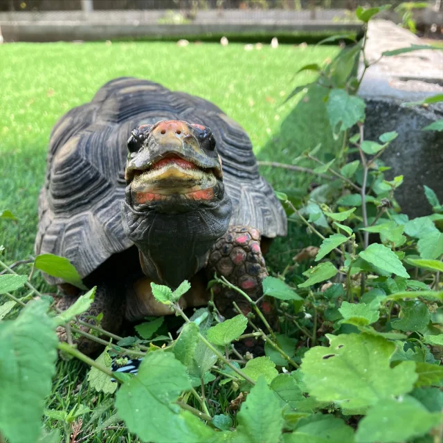 今回はどうぶつハウスの動物を紹介しよう第1弾✨️
【は虫類編】

1枚目はアカアシリクガメ！
暖かいのが大好き！外で日向ぼっこをしてることも🐢

2枚目はグリーンイグアナ！
実は草食！あまりの大きさに驚かれることも！

3枚目はアズマヒキガエル！
かくれんぼの名人！君は見つれられるかな？🐸

4枚目はコーンスネーク
白ヘビは縁起物！よーく見ると可愛い顔をしているよ🐍

どうぶつハウスにいる動物は皆名前がついています！
気になったらスタッフさんに聞いてみてね😆

 #こもれび森のイバライド  #イバライド  #茨城  #爬虫類  #リクガメ  #アカアシリクガメ  #イグアナ #グリーンイグアナ #カエル  #アズマヒキガエル #ヘビ  #コーンスネーク  #動物すきな人と繋がりたい  #animal  #動物写真