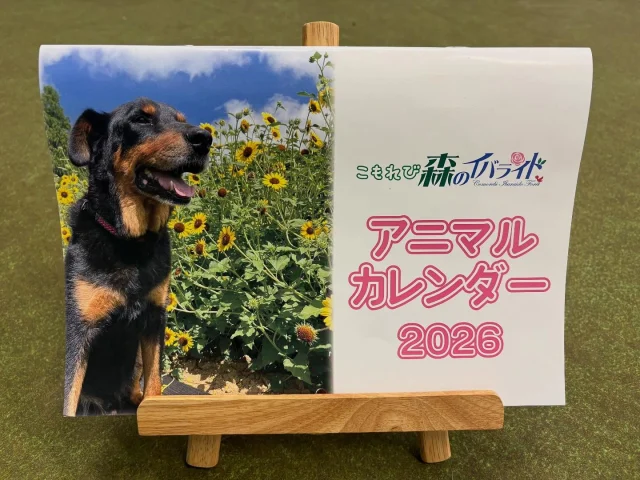 イバライドのかわいい動物の写真が載っている
カレンダーを現在販売中です‼️

\\イチオシポイント//
🔥毎月違う動物の写真を掲載！
🔥その月に載っている動物の豆知識を掲載！

今年も残り2ヶ月となりました✨
皆様来年のカレンダーのご用意はできていますでしょうか❓

売り場にサンプルも ご用意していますので、
イバライドに遊びに来た際に
ぜひチェックしてみてください‼️

【イバライド アニマルカレンダー2026】
販売場所:売店「フェリシテ」
 森の動物ハウス
値段:800円

(おまけ)
4枚目の写真は撮影中にウサギの「おもち」と「モコ」が
様子を見に来たので、一緒に写ってもらいました📸

おもちはカレンダーにあごをのせて満足している様子…😆
 

#こもれび森のイバライド#イバライド#イバライドオリジナル
#2026年カレンダー #動物カレンダー #アニマルカレンダー
#🗓 #来年のカレンダー準備できていますか？
#動物豆知識も載ってるよ #動物博士への道
#茨城県#茨城観光‪#家族でお出かけ#日帰り旅行