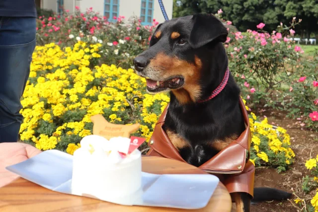 🍰Happy Birthday🍰

11月1日はジョーくんのお誕生日🐶

今年でなんと12歳✨️
大型犬の12歳は人間で例えると89歳！
まだまだ元気なジョーくんです😆

そしてスタッフからケーキをプレゼントしました🙌🏻
かっこいいお洋服を来てハイチーズ📸
実はお洋服もスタッフ手作りなんです🤭

皆から愛されてるジョーくん！
これからもたくさん愛嬌振りまいてね🫶🏻

 #こもれび森のイバライド  #イバライド  #誕生日おめでとう  #茨城  #happybirthday  #誕生日ケーキ  #犬用ケーキ  #わんわんわんの日  #大型犬  #牧羊犬  #お祝い  #看板犬  #犬写真