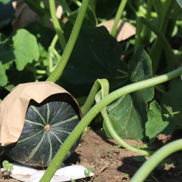 ＼秋の収穫体験、今年も開催！／

 11月15日（土）は、こもれび森のイバライドで「かぼちゃの収穫体験」を開催します🎃✨ 

農家さんと一緒に畑に入り、自分の手でかぼちゃを収穫できる貴重な体験！ 
収穫したかぼちゃは2個までお持ち帰りいただけます🍽️ 
年パス会員はお得に参加できますよ！

📍場所：こもれび森のイバライド（街エリア「フェリシテよこ」）
 🕚受付時間：11:00〜12:00
 👨‍🌾参加費：一般800円／会員500円（かぼちゃ2個付き） 
👨‍👩‍👧‍👦定員：当日受付・先着100名

⚠️汚れてもよい服装でお越しください
⚠️荒天の場合には、延期・中止いたします
⚠️収穫物がなくなり次第受付終了いたします

秋の自然にふれながら、家族や友達と楽しい思い出を作りませんか？🍂 

#こもれび森のイバライド
#イバライド
#かぼちゃ収穫体験 
#茨城県
#イベント 
#秋の味覚 
#農業体験 
#家族でおでかけ