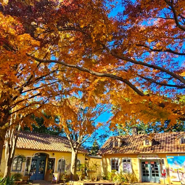 🍂秋色に染まるイバライド🍁

光に透ける紅葉がキラキラ輝いてます！心ときめく秋のひとときをお届けします💌🍃

#こもれび森のイバライド
#イバライド 
#茨城県 
#紅葉スポット
 #秋旅 
#映えスポット
 #フォトジェニック 💖