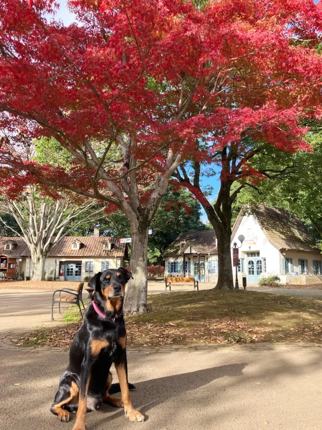 11月も終わりを迎えるところですが、
芸術の秋ということで
⁡
ジョーくんのお散歩ルートにあるイチョウともみじで
お写真を撮りました📸
⁡
⁡カメラ初心者には
紅葉と犬の写真を撮るのなかなか難しいですね😅
⁡
カメラ初心者スタッフですが、
頑張って撮ったので皆さんに共有させてください！
⁡
 #こもれび森のイバライド  #イバライド  #茨城  #カメラ初心者  #犬  #紅葉  #イチョウ  #もみじ  #冬はすぐそこ  #秋はあっという間  #お出かけ日和  #秋  #牧羊犬