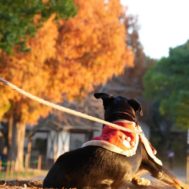 🍂秋の彩りもいよいよクライマックス。 
紅葉の葉っぱが舞い落ちて、森は少しずつ冬の気配へ…。 

見ごろは今週末がラストチャンスかもしれません✨ 

そしてお知らせ🎣 
11月28日(土)からは「ニジマスの釣り堀」が冬季限定でスタート！ 

紅葉と釣りを一緒に楽しめる贅沢な時間をぜひ。 

お出かけは #こもれび森のイバライド へ😊 

#イバライド #茨城県 #秋 #紅葉 #ニジマス釣り #冬季限定