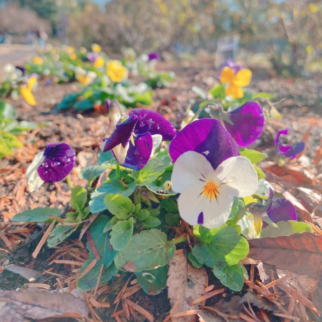 春に向けて園内のお花を入れ替えました💐✨
まだまだ小さいけど、ゆっくり見守ってください👀

#こもれび森のイバライド #イバライド #お花情報 #ビオラ