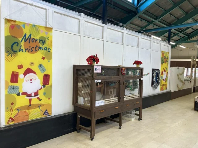 現在どうぶつハウスはクリスマス装飾中🎄
⁡
タペストリーやツリーなど、
どうぶつハウスに入るとクリスマスを感じられちゃう🎅
⁡
タイミングが合えばクリスマス仮装をした
どうぶつ達に出会えるかも💓
⁡
アドベントカレンダーも実施中なので
是非どうぶつハウスに遊びに来てね🎶

 #こもれび森のイバライド  #イバライド #茨城  #クリスマス  #メリークリスマス  #クリスマス装飾  #小動物  #冬休み  #ふれあい  #アドベントカレンダー