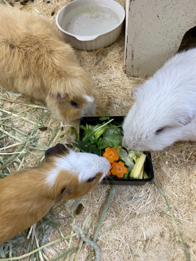 1月2日3日限定で販売していた
おせち風おやつを動物達にあげてみました〜！

普段はあまり食べることのない物や
初めて食べる物にわくわくな動物達🤭
⁡
どうぶつハウスでは季節によって限定のおやつを
販売しているので、遊びに来た時にあげてみてね🎶
⁡
 #こもれび森のイバライド  #イバライド  #茨城  #動物  #animal