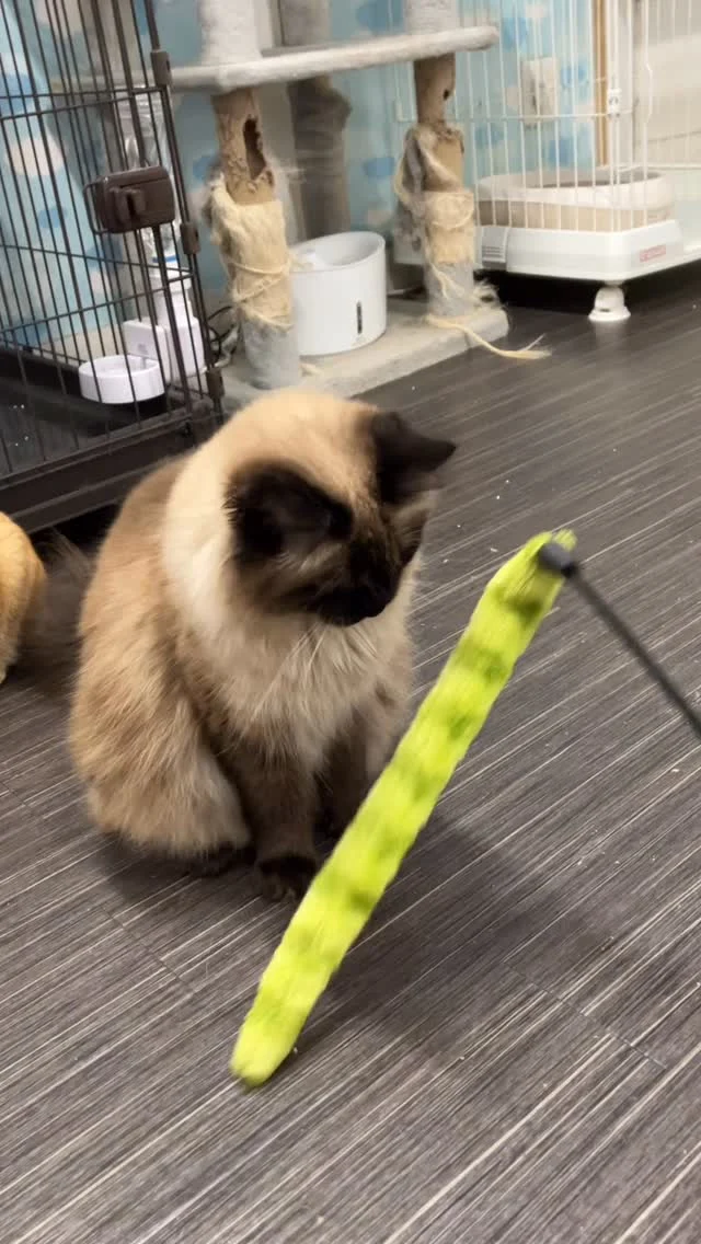 猫じゃらしを振ってみるとお上品に遊ぶみるく！🐱
そして、獲物を捉える眼差しで遊んでいるのはきなこ！
兄妹でも遊び方は全然違うみたいです👀

きなこはイバライドにいる猫の中で
一番猫じゃらしが大好き😊
一度取られたら全然返してくれません😂
 #こもれび森のイバライド  #イバライド  #茨城  #猫  #猫じゃらし