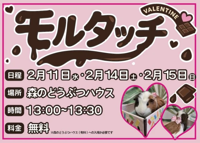 節分が終わって次はバレンタインだぁー💝
ということで村エリア「森の動物ハウス」にて
2月11日、14日、15日にモルタッチを開催します！

バレンタイン仕様のモルモットたちとふれあってみませんか？

なんとバレンタイン当日は入り口で10:00〜10:30の
30分間限定でモルモットたちが皆様をお出迎えしてくれます😍

モルモットのスカッシュちゃんがポップのモデルさんに
なってくれましたので2枚目、3枚目に載せときますね💕
可愛いリボンをつけてお待ちしております🎀

#こもれび森のイバライド
#イバライド#茨城県 
#モルモット
#今年のプレンゼントはモルモットなんていかがでしょう🫣‪