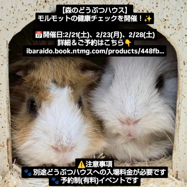 詳細＆ご予約はこちら👇
ibaraido.book.ntmg.com/products/448fb…

#こもれび森のイバライド
#モルモット #健康チェック
#茨城県