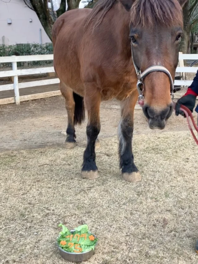 🌸さくらちゃん🌸
🎂Happy Birthday 🎂
⁡
本日3月1日はさくらの誕生日🐴
25歳になりました！
⁡
馬の25歳は人間ではなんと！
73歳くらい👀
お年だけどまだまだ元気なさくら
遊びに来てくれた人は、おやつをあげてくれると
とっても嬉しいです🥕✨️
⁡
もっと長生きできるように頑張ろうね！
 #こもれび森のイバライド  #イバライド  #茨城  #馬  #誕生日