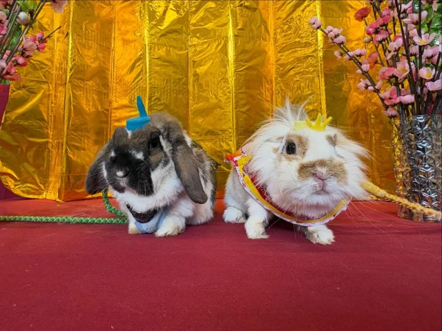 【ひな祭り❌ウサギの日】

ひな祭りとウサギがコラボレーション‼️
ウサギの「ちの」と「スルー」におひな様、おだいり様
の衣装を来てもらって写真撮影をしました〜！
⁡
なんと衣装は全てスタッフの手作り😳
「スルー」も「ちの」もポーズバッチリで撮らせてくれました📸
⁡
この衣装を着た2匹をおひざの上に乗せて写真を取れるイベントを7、8日も開催しますのでぜひ会いに来てくださいね😊
⁡
ーーーーーーーーーーーーーーーー
【ひな祭り撮影会】
⁡日程:3月7日、8日
時間:13:00~14:00（最終受付13:30）
場所:森の動物ハウス
料金:300円（※別途動物ハウスへの入場料が必要です）
⁡
#こもれび森のイバライド
#ひな祭り #ウサギの日 
#ウサギ #🐰