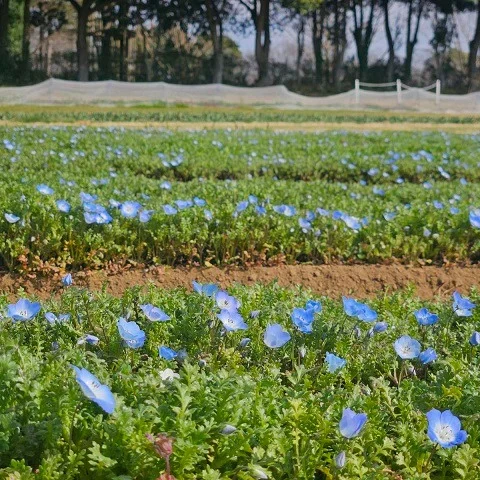 🌼✨少しずつですが、園内のネモフィラが咲いてきました！🌷💙

春の訪れを感じるこの瞬間、毎日眺めながらスタッフも癒されています。

満開まではもう少し。時期が良ければ青いじゅうたんのような素晴らしい景色が楽しめます📸💕

これからの成長が楽しみですね！

これからも園内の開花情報は逐一更新しますので、ぜひ家族やお友達を誘って一緒に見に来てください！🌟

#こもれび森のイバライド #ネモフィラ #春の訪れ #花のある生活 #自然の美 #お花見 #癒しの時間